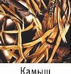 Камыш